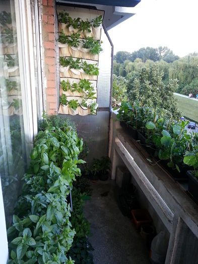20150531_201159 - balcon 2015
