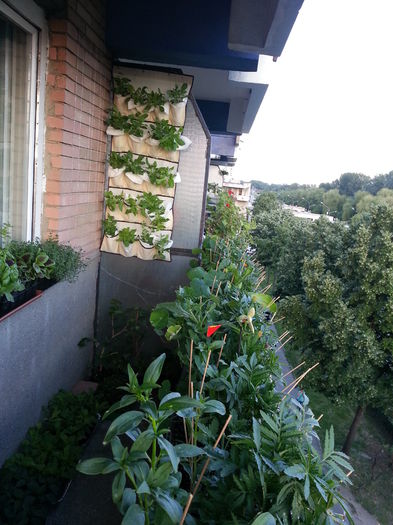 20150531_201212 - balcon 2015