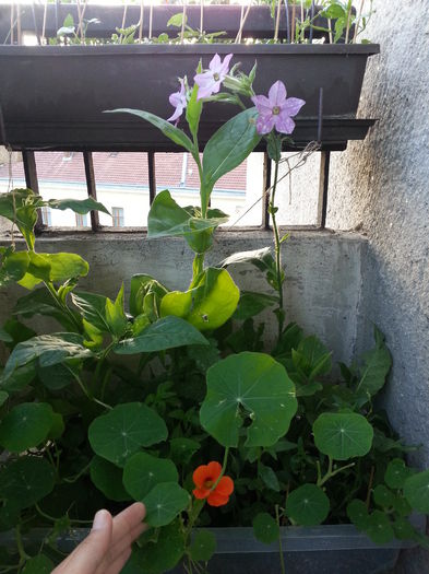20150531_201250 - balcon 2015
