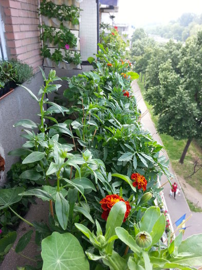 20150604_100338 - balcon 2015