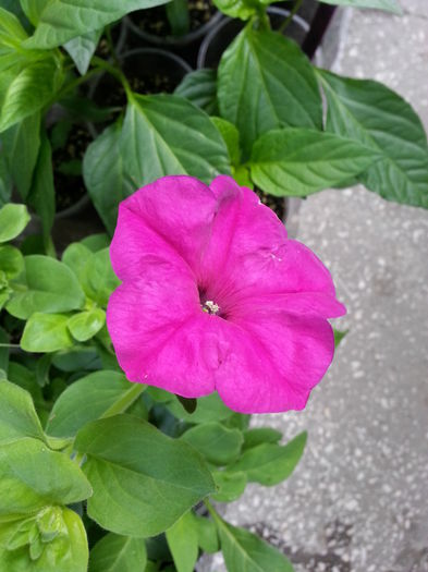 20150604_100733 - balcon 2015