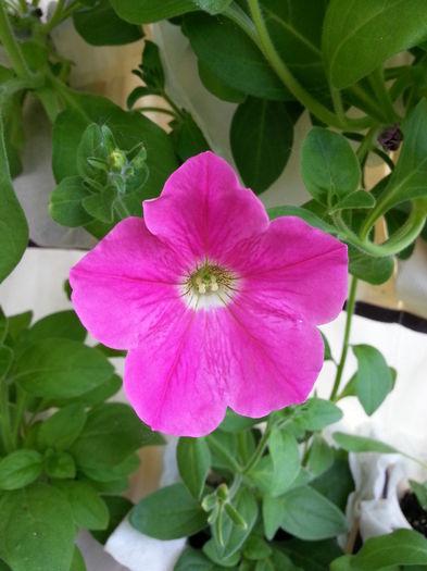 20150604_100744 - balcon 2015