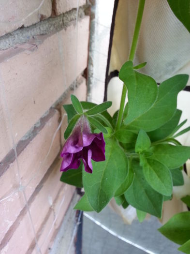 20150604_100750 - balcon 2015