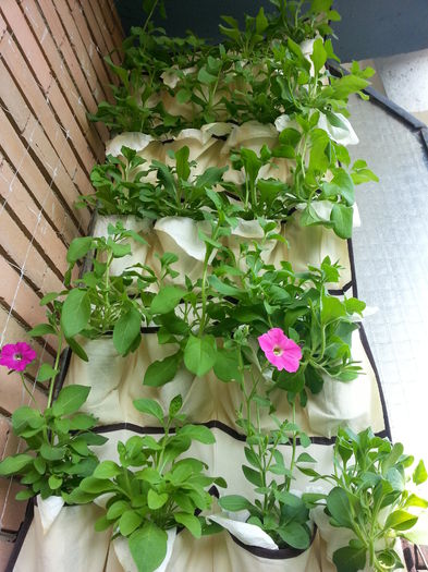 20150604_163339 - balcon 2015