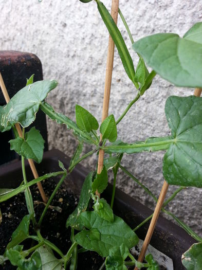 20150605_092709 - balcon 2015