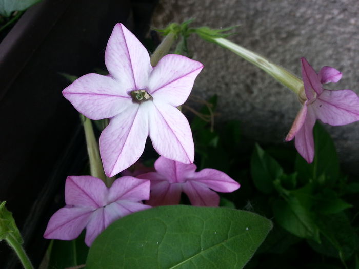 20150608_195511 - balcon 2015