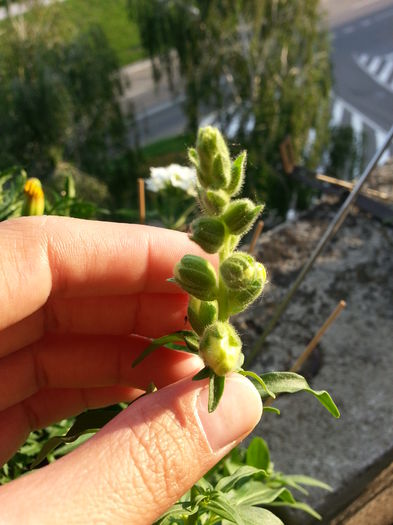 20150608_195544 - balcon 2015