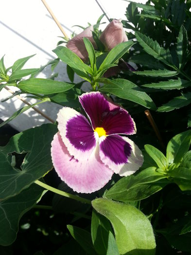 20150610_162110 - balcon 2015