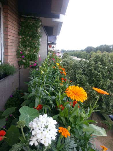 20150610_184855 - balcon 2015