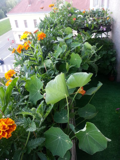 20150610_185007 - balcon 2015