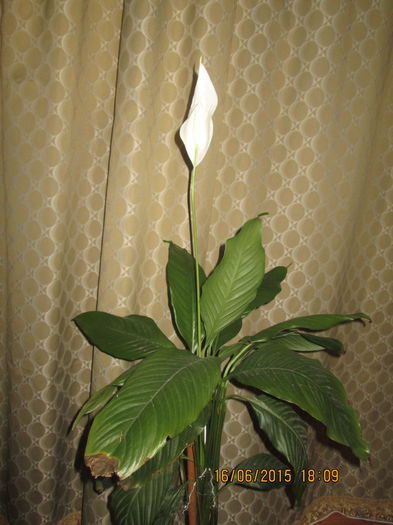 IMG_3217 - Florile mele iunie 2015