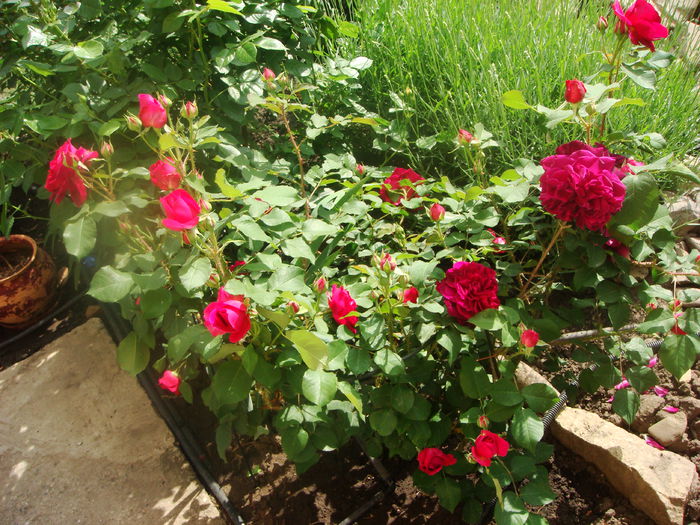 Munstead Wood 2014-05-25 (2)