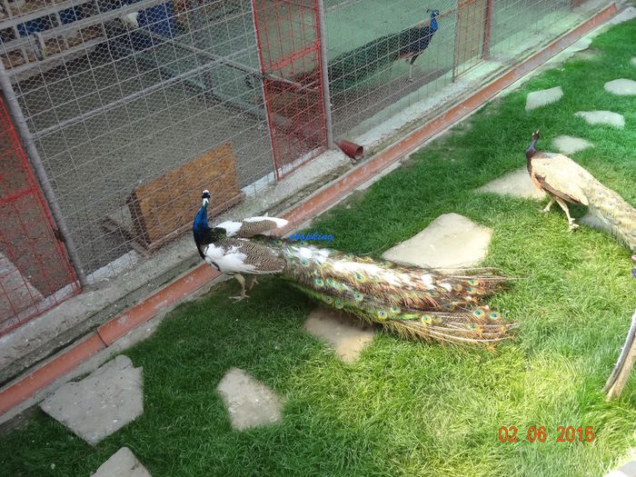 DSC00618