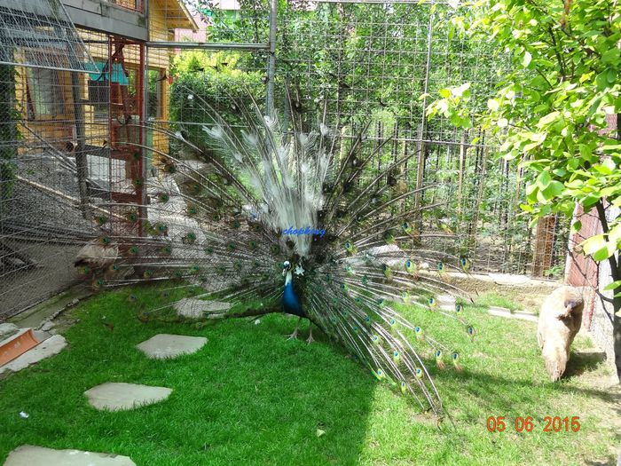 DSC01066