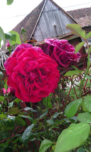 IMG_20150616_193651[1] - Trandafiri in gradina mea
