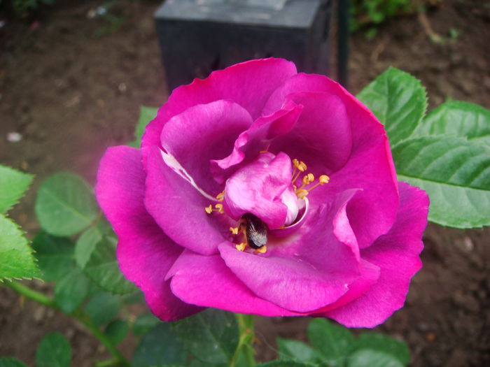 Rhapsody in Blue 2015-05-29