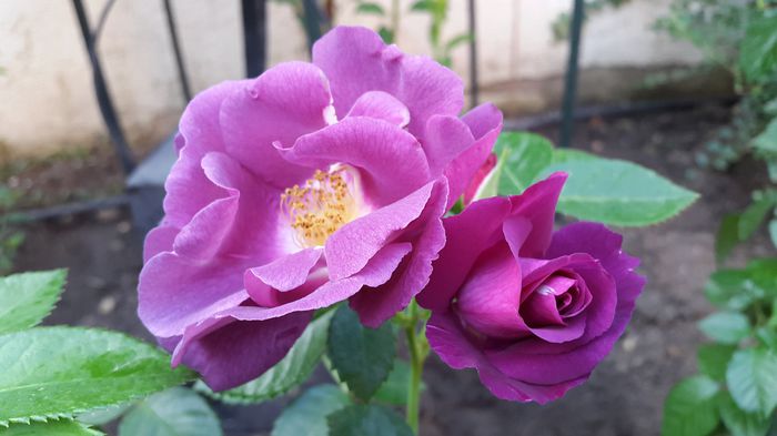 Rhapsody in Blue 2015-06-04 (3)