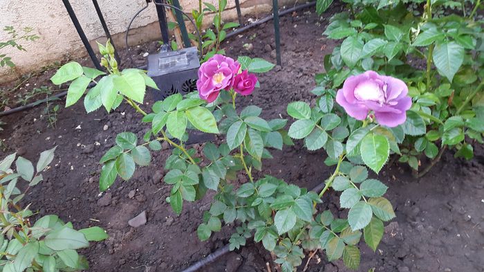 Rhapsody in Blue 2015-06-04