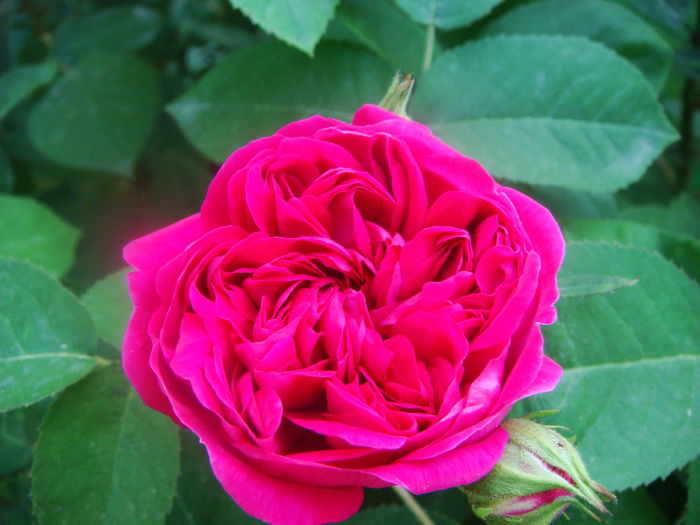 Rose de Rescht 2015-05-21(3) - ROSE DE RESCHT 2015