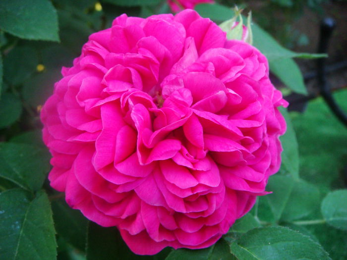 Rose de Rescht 2015-05-22 - ROSE DE RESCHT 2015