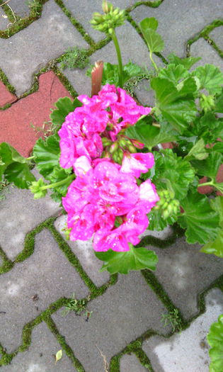 IMG_20150616_193543[1]