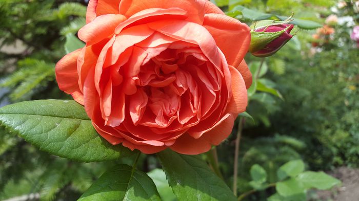 Summer Song 2015-06-04 (4)