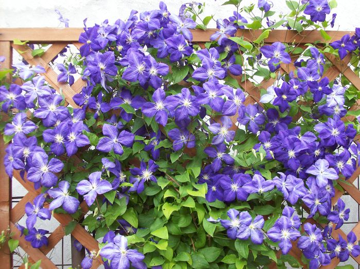 clematita