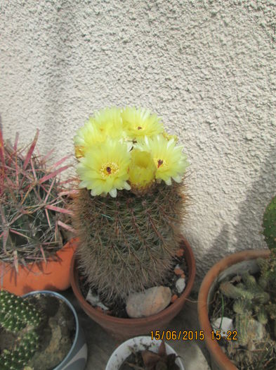 notocactus