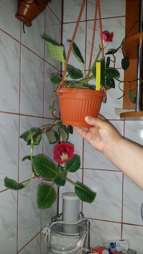 20150607_102154 - Florile mele 2