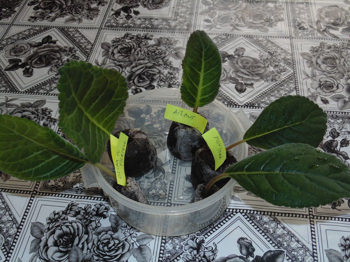 DSC07587 - Florile mele 2