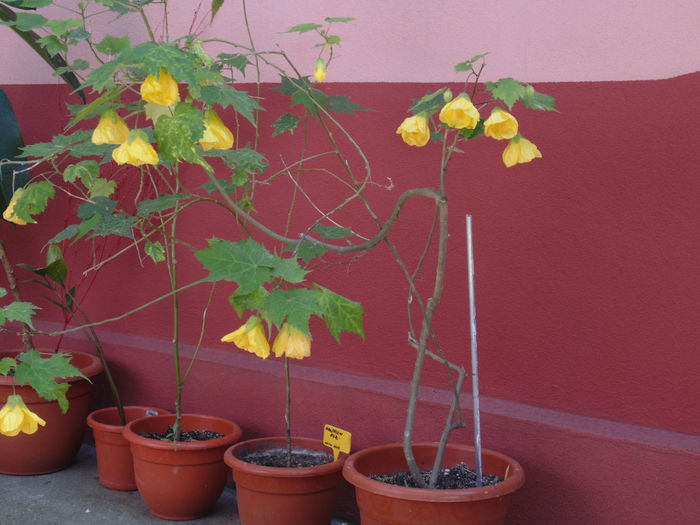 DSC07612 - Florile mele 2