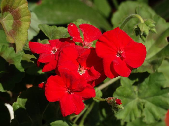 DSC01517 - Plante in ghiveci 2015