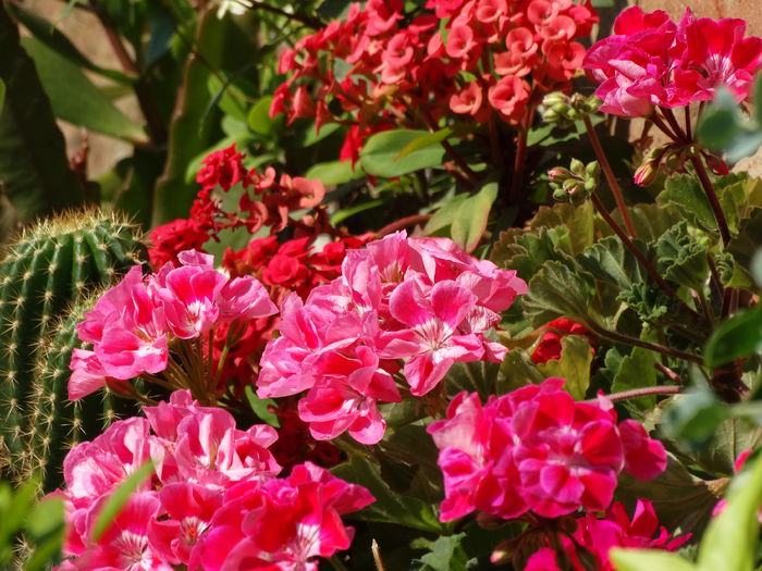 DSC01532 - Plante in ghiveci 2015