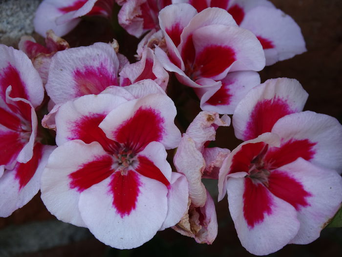 DSC01549 - Plante in ghiveci 2015