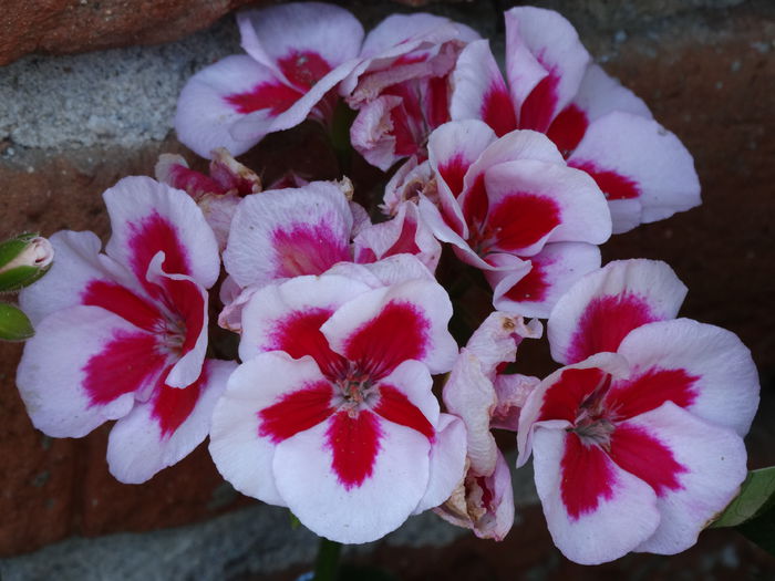 DSC01548 - Plante in ghiveci 2015