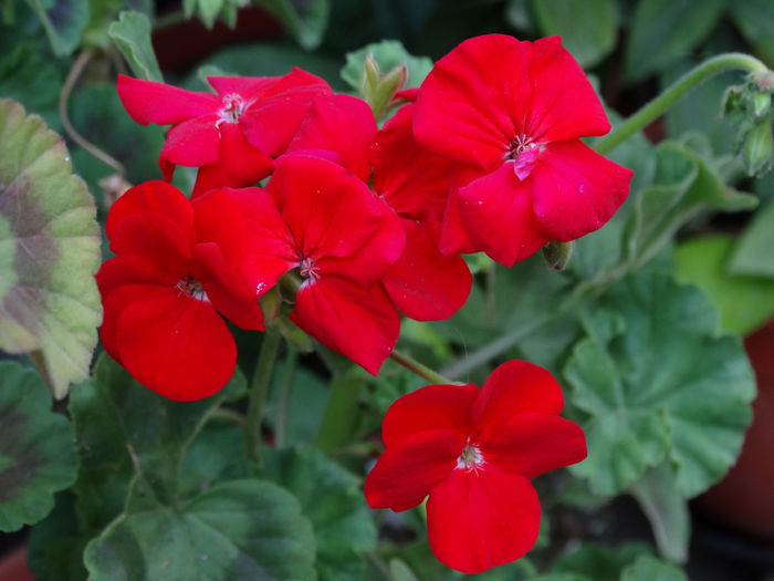 DSC01688 - Plante in ghiveci 2015