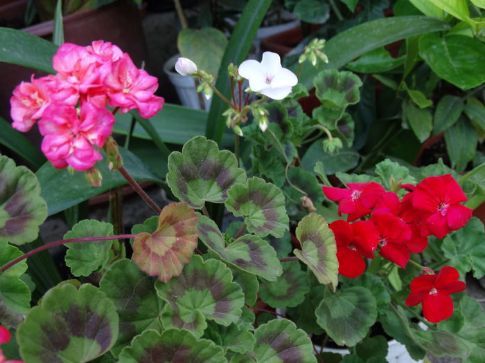 DSC01686 - Plante in ghiveci 2015