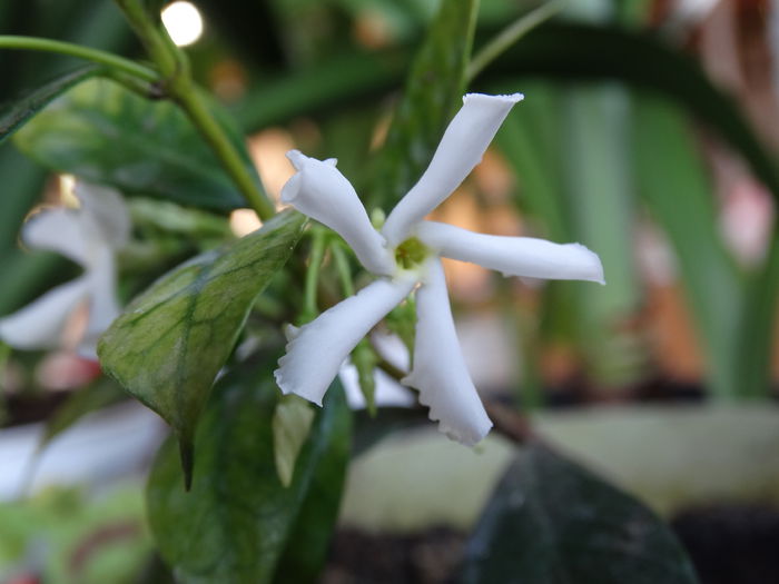 DSC01690 - Plante in ghiveci 2015
