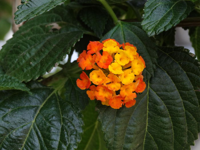 DSC01675 - Plante in ghiveci 2015