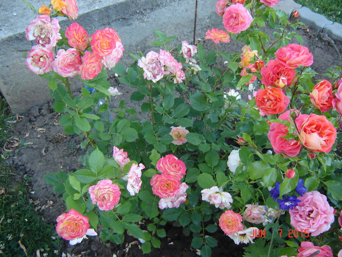 GARTENSPASS ® si GEBRUDER GRIMM ® - Trandafiri