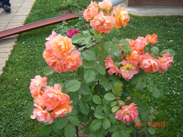 WESTERLAND ®????????