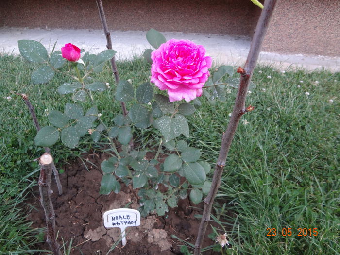 DSC00039 - Trandafiri