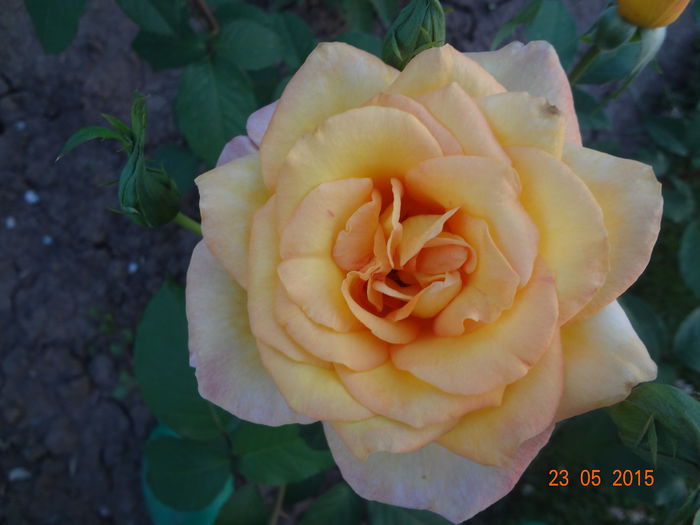 DSC00056 - Trandafiri