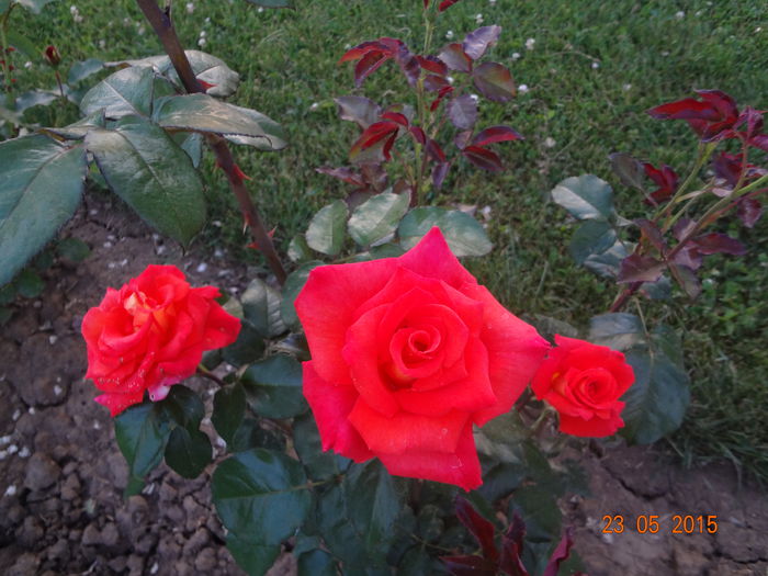DSC00057 - Trandafiri