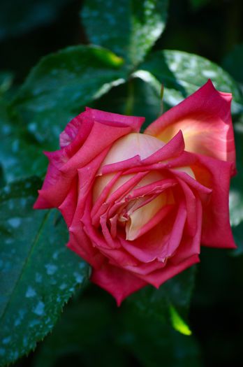 06.2015 - Gallivarda Rose