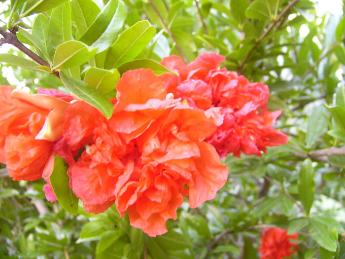 P1240730