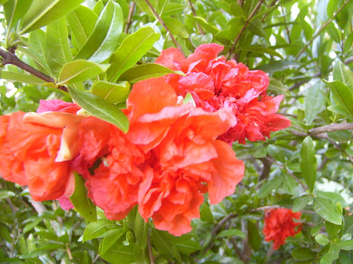 P1240731