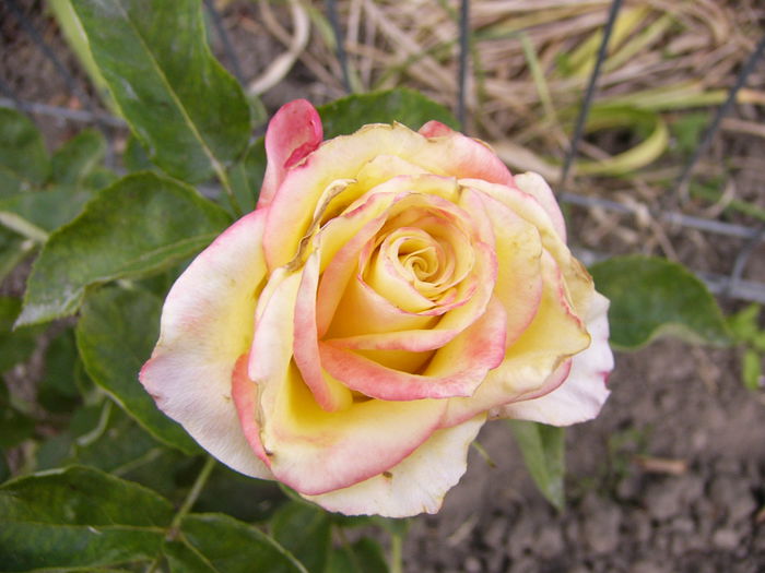 Rosa Dimov