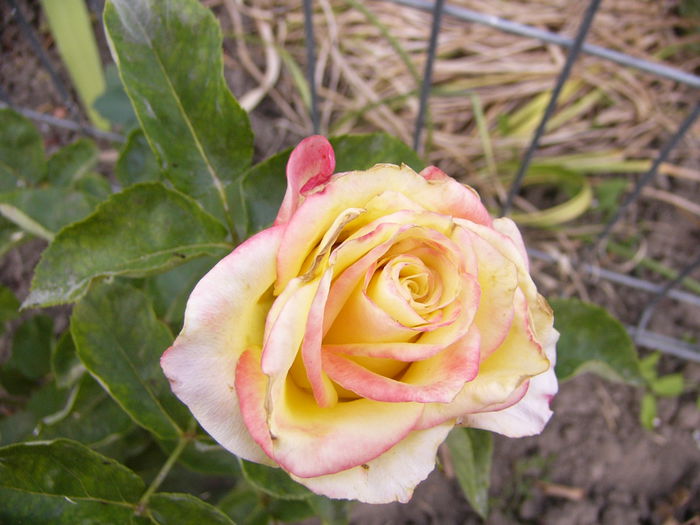 P1240735