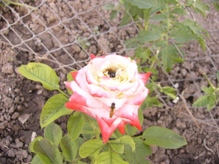 P1240736